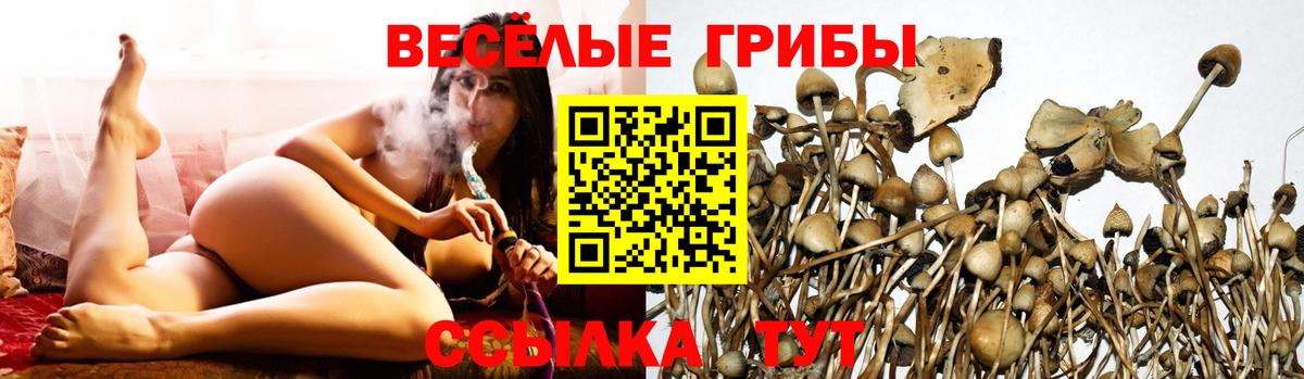 Галлюциногенные грибы мицелий  Псилоцибиновые грибы ЛСД  Вход с VPN  Новозыбков 